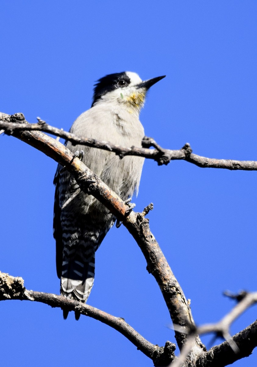 White-fronted Woodpecker - ML619588706