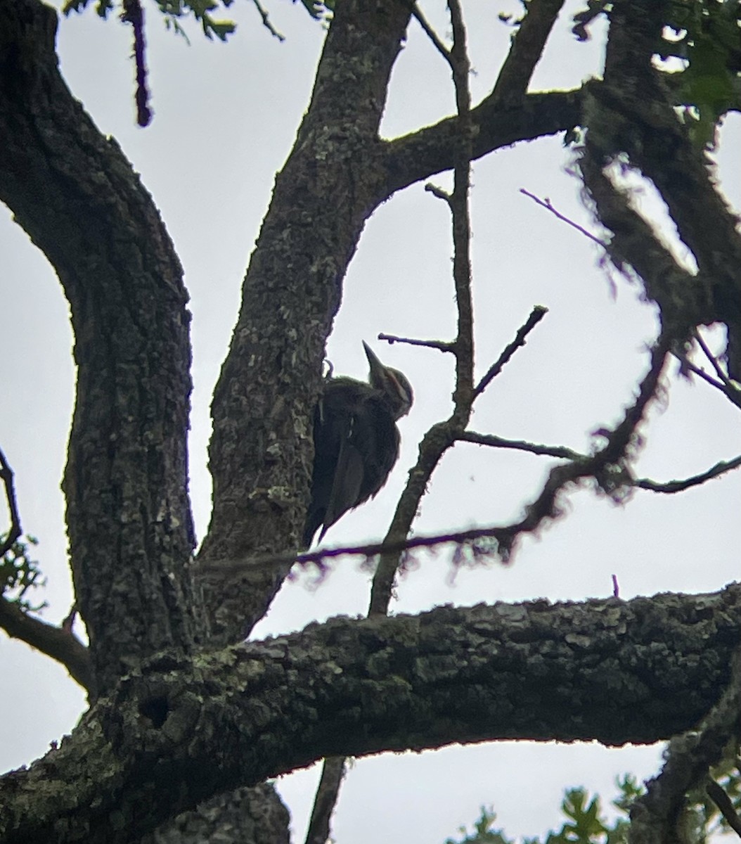 Pileated Woodpecker - ML619588727