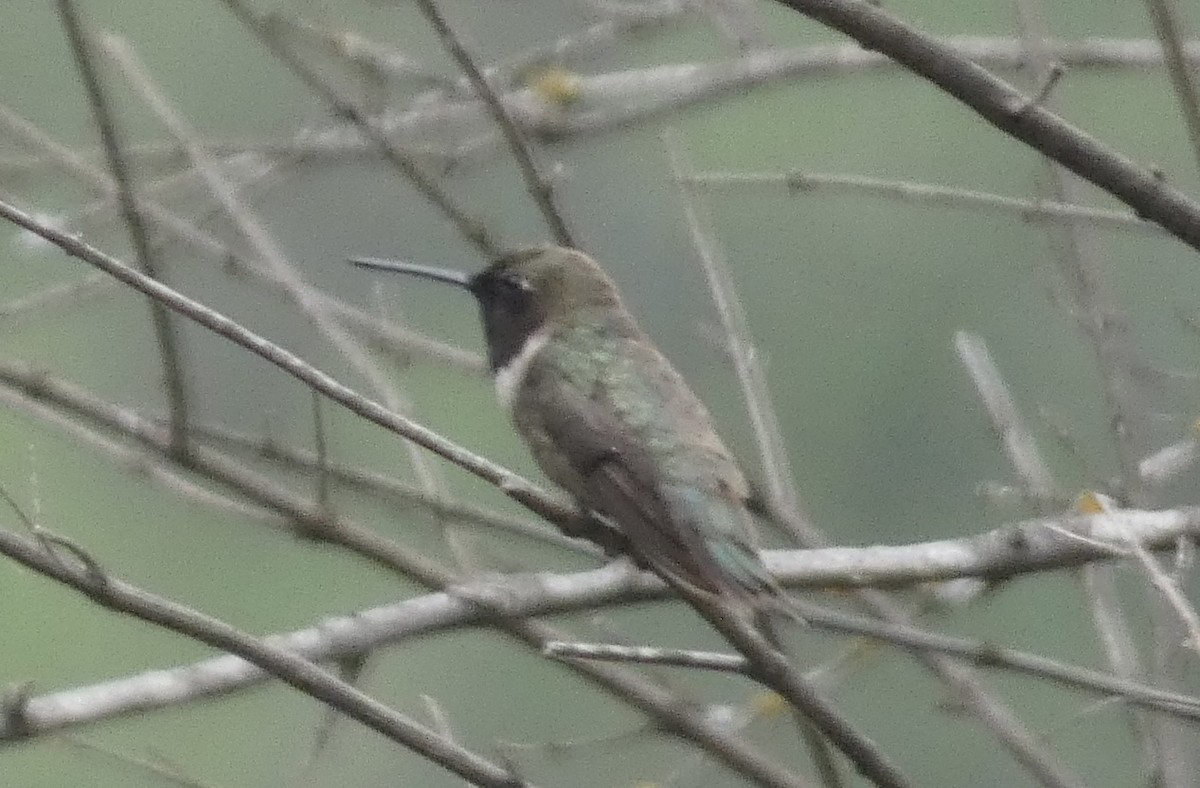 Black-chinned Hummingbird - ML619588729
