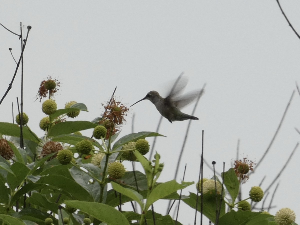 Black-chinned Hummingbird - ML619588730