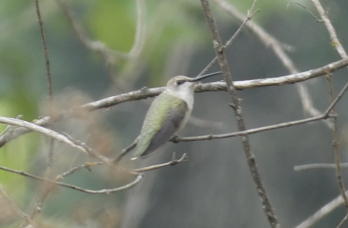 Black-chinned Hummingbird - ML619588731