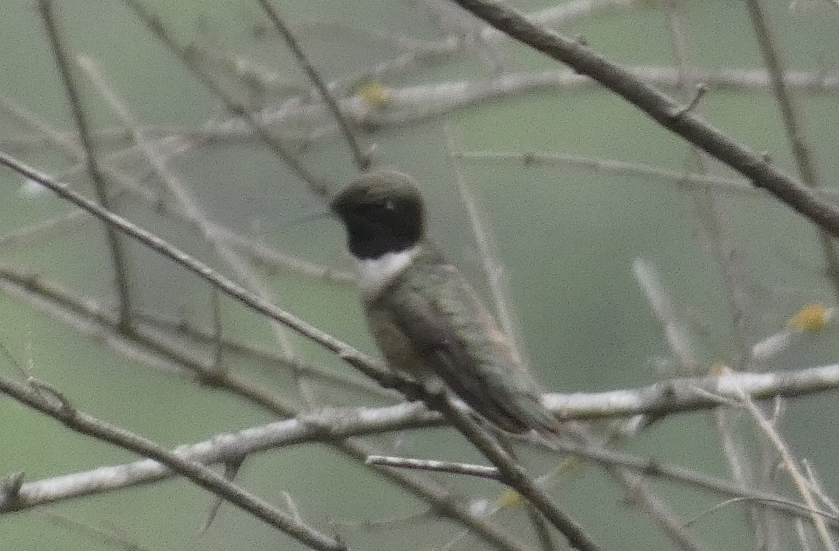 Black-chinned Hummingbird - ML619588732