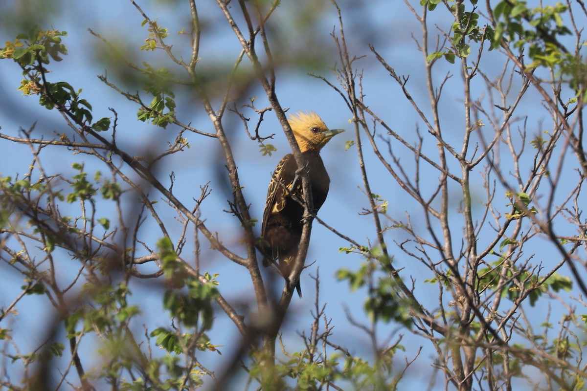 Ochre-backed Woodpecker - ML619588746