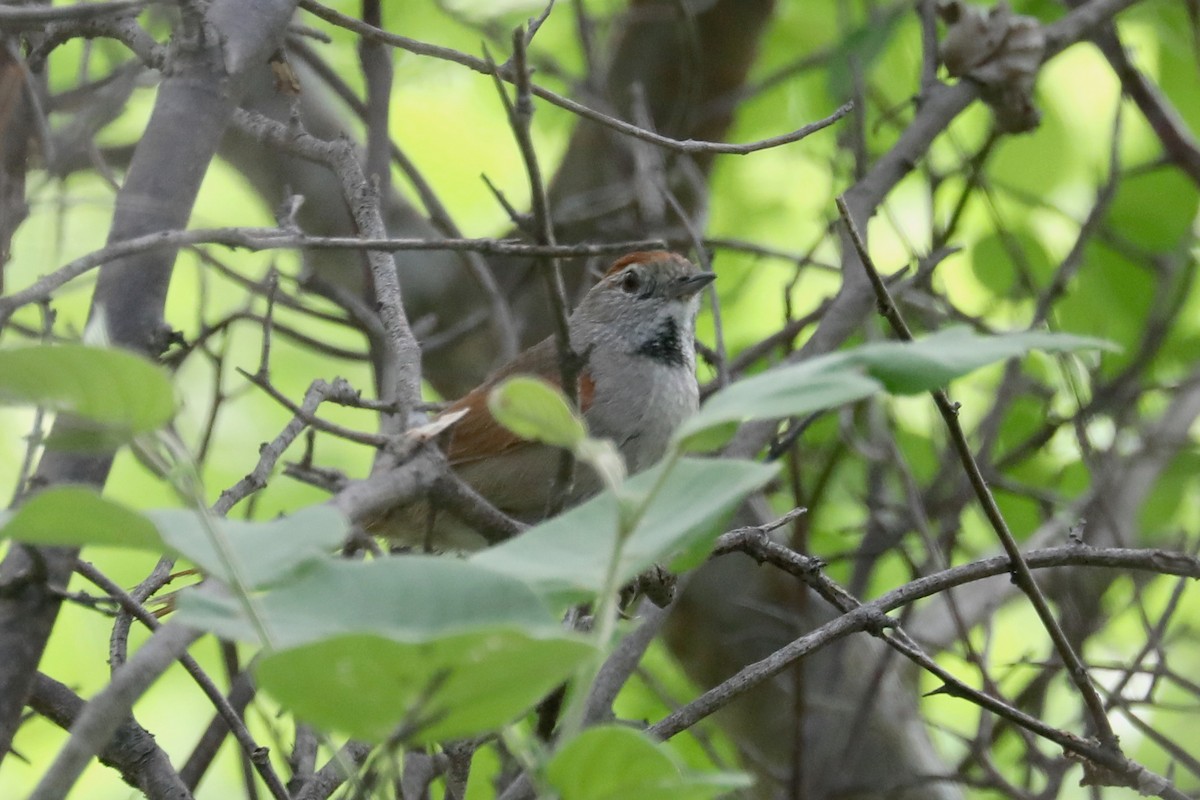 Sooty-fronted Spinetail - ML619588765