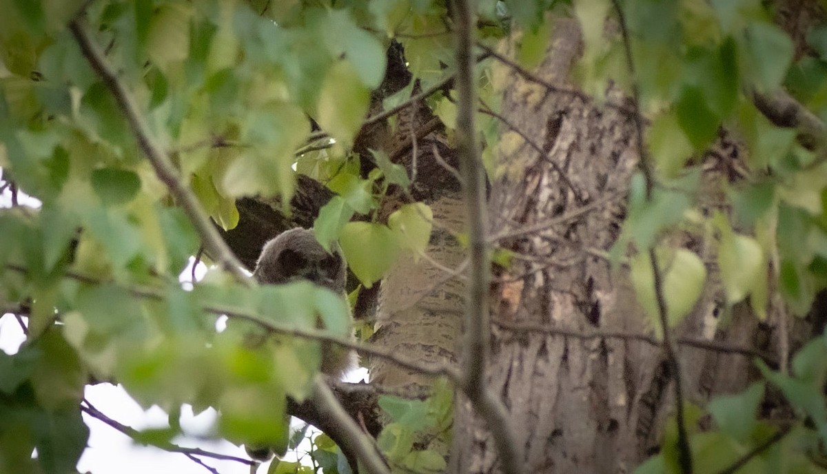 Great Horned Owl - ML619588796