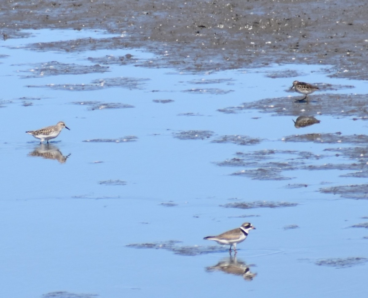 Semipalmated Plover - ML619588812