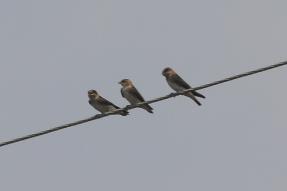 Cave Swallow - ML619588843