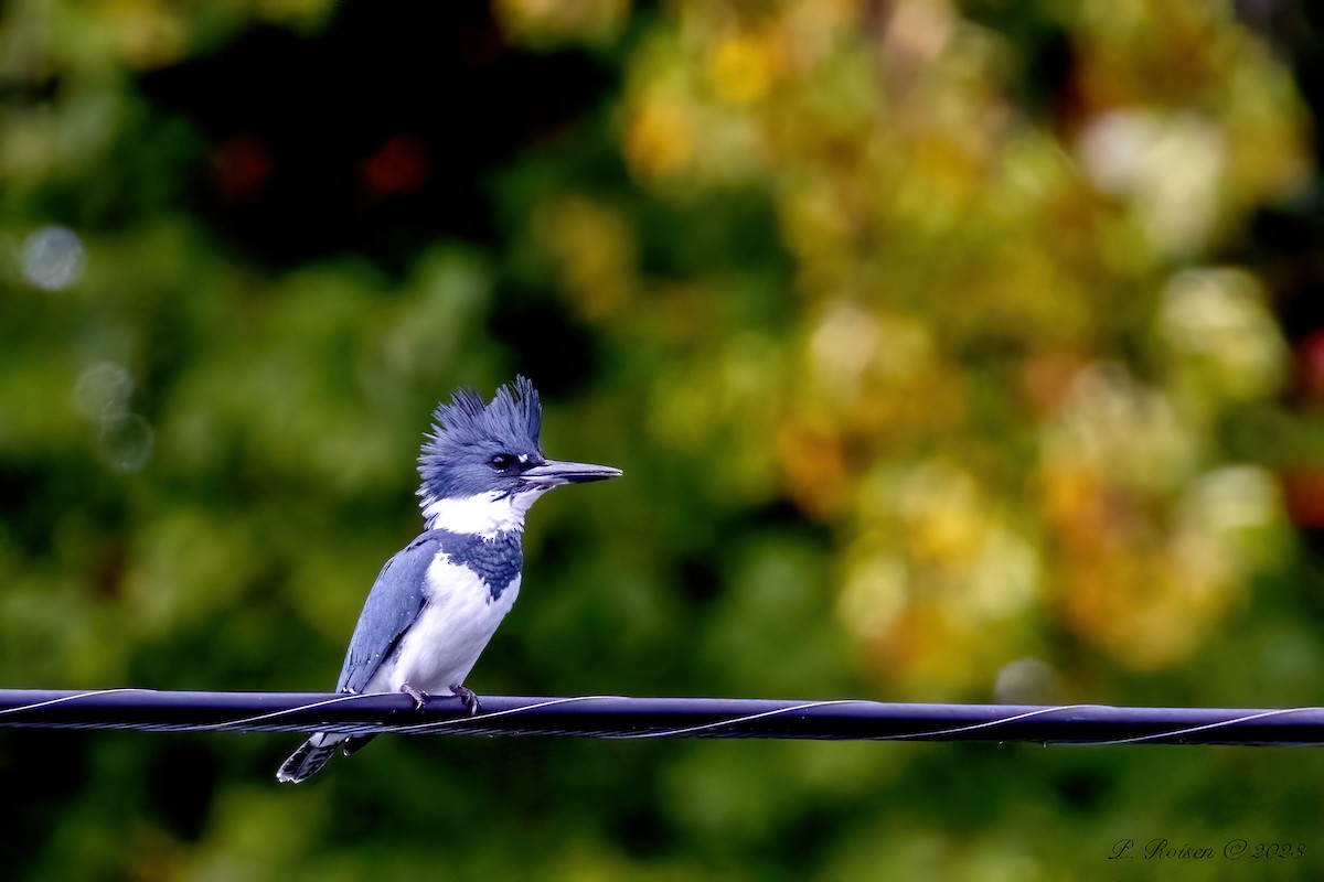 Belted Kingfisher - ML619588946