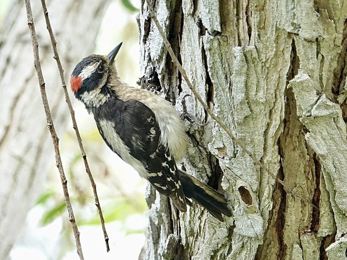 Downy Woodpecker - ML619588964