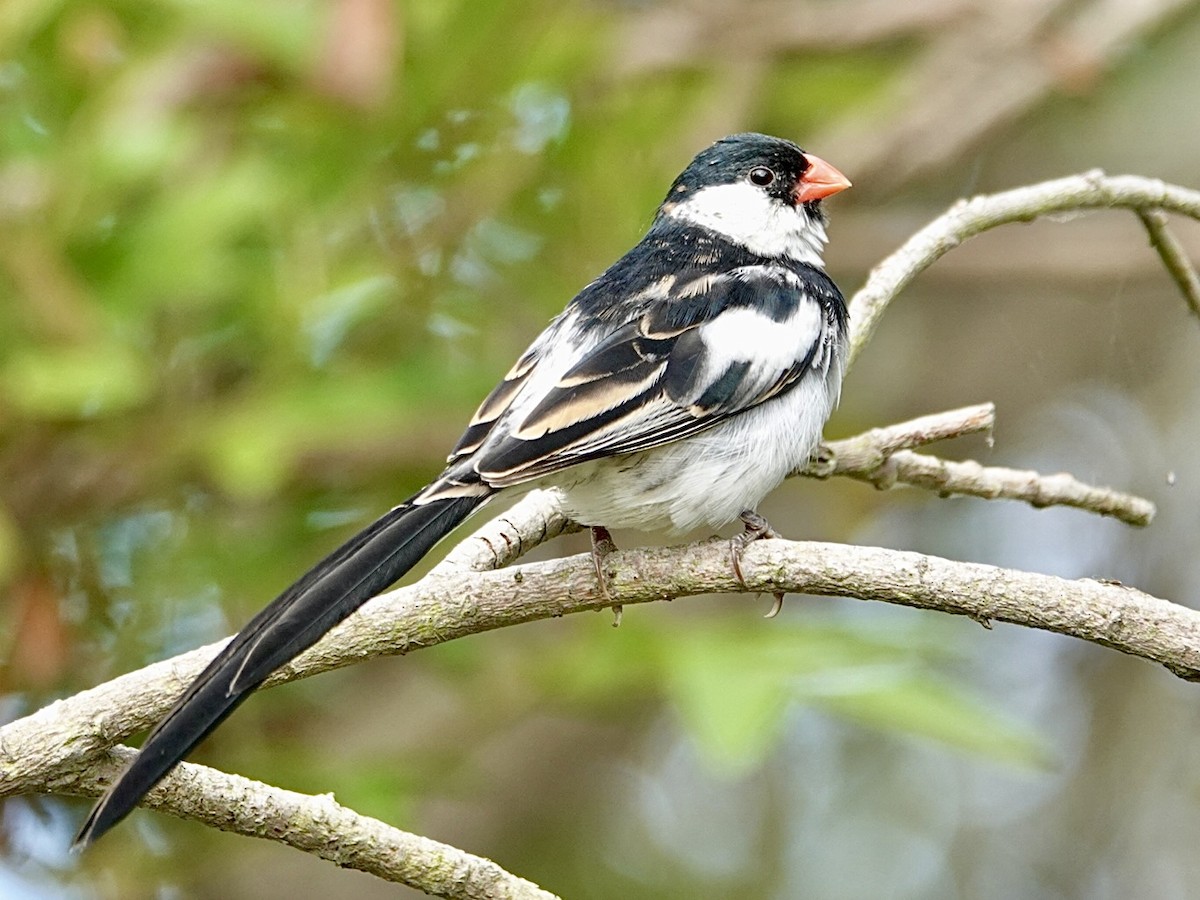 Pin-tailed Whydah - ML619588976