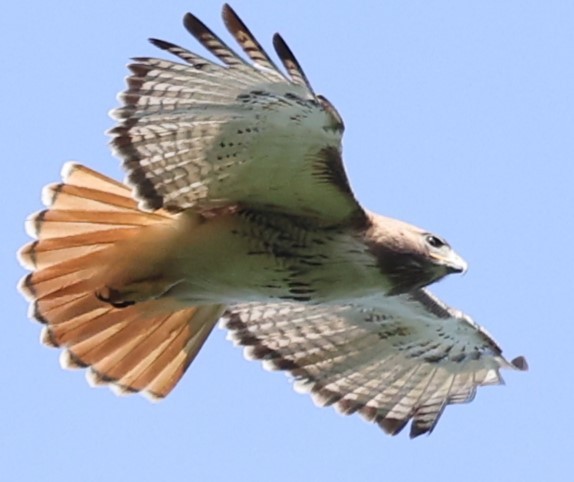 Red-tailed Hawk - ML619588989