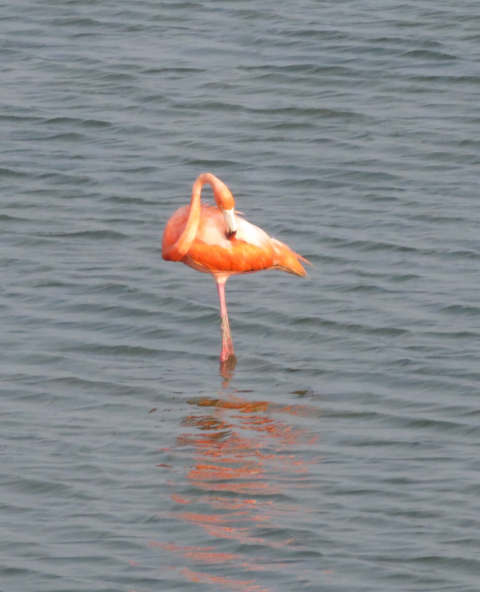 American Flamingo - ML619589037