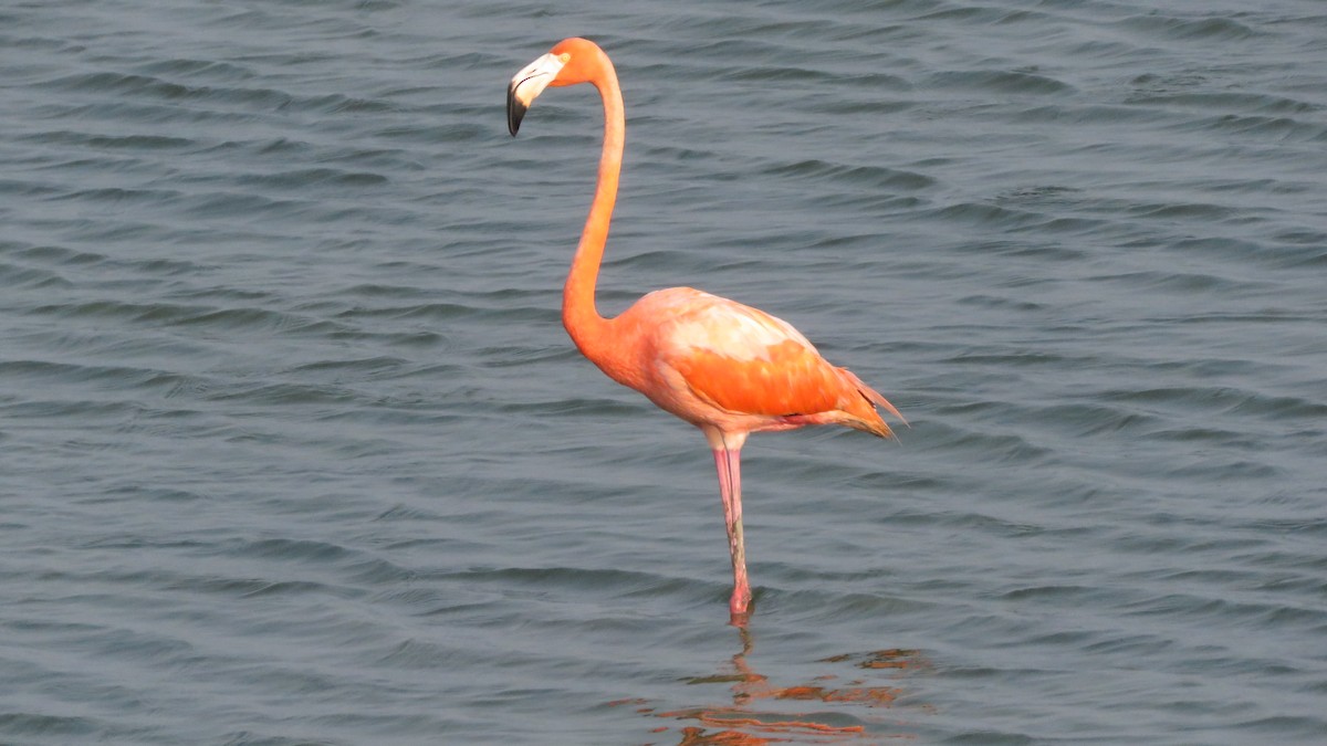 Amerika Flamingosu - ML619589040