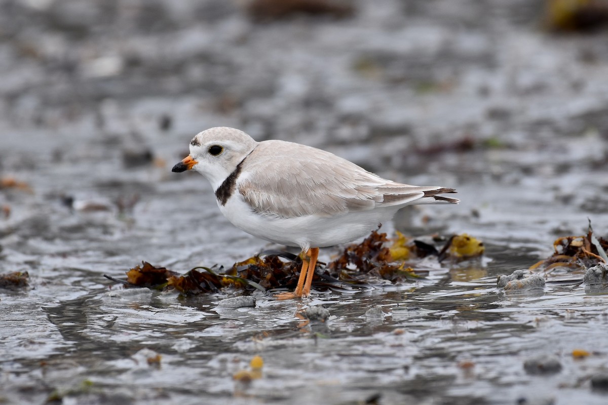 Piping Plover - ML619589067
