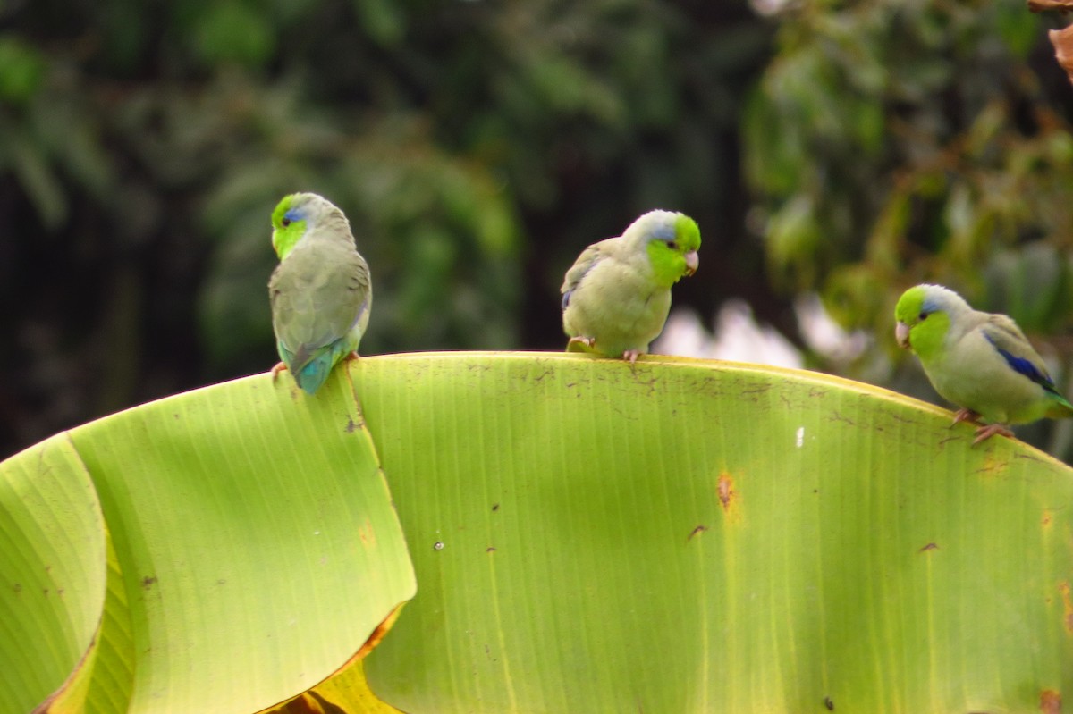 Папуга-горобець еквадорський - ML619589068