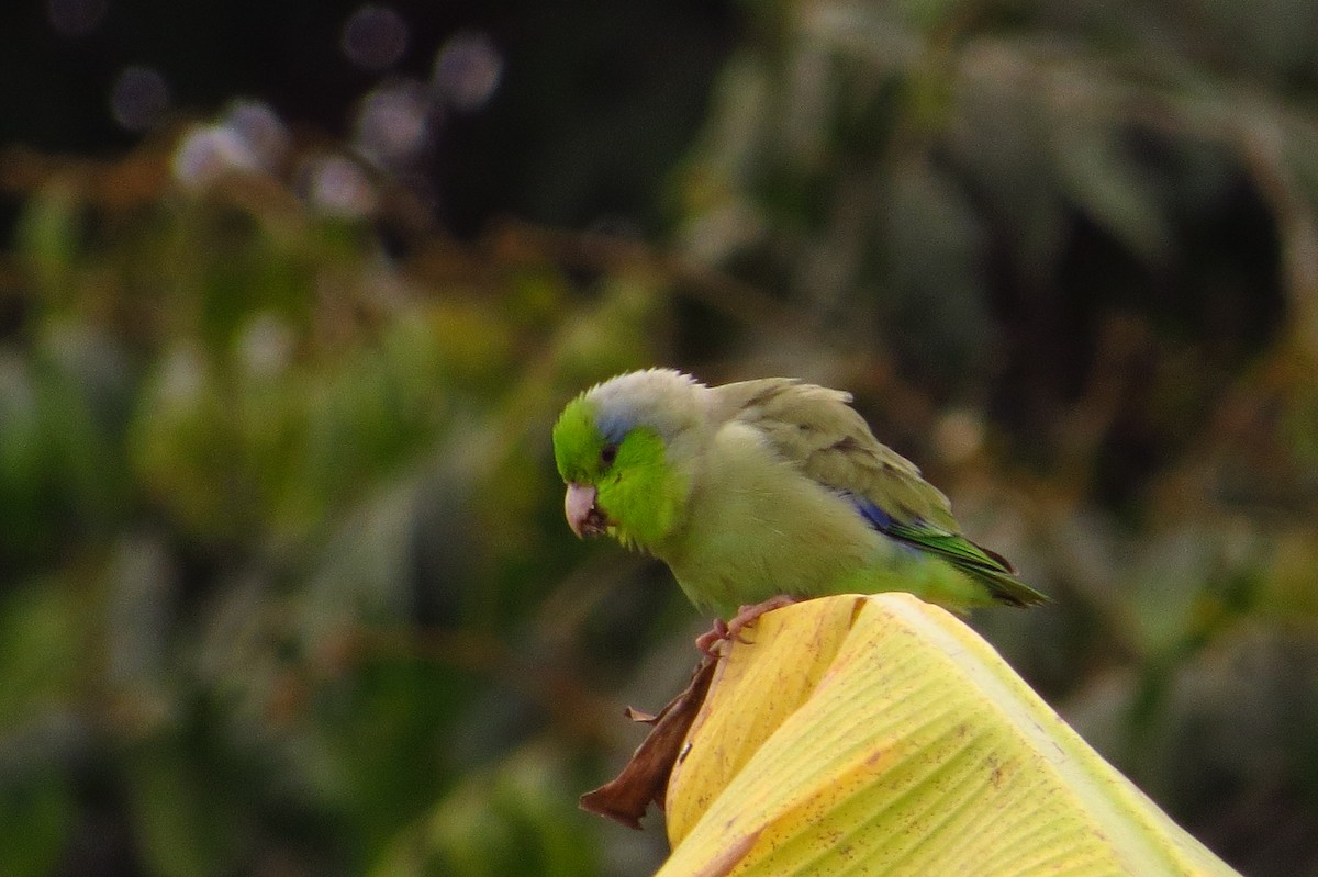 Папуга-горобець еквадорський - ML619589075
