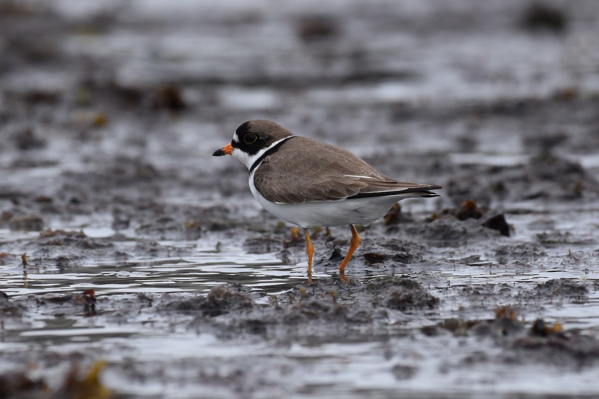 Semipalmated Plover - ML619589098