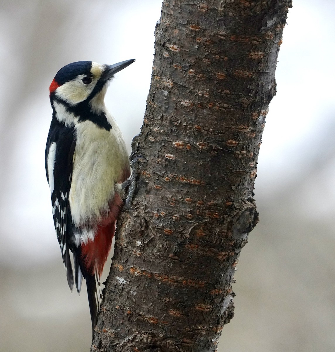 Great Spotted Woodpecker - ML619589099