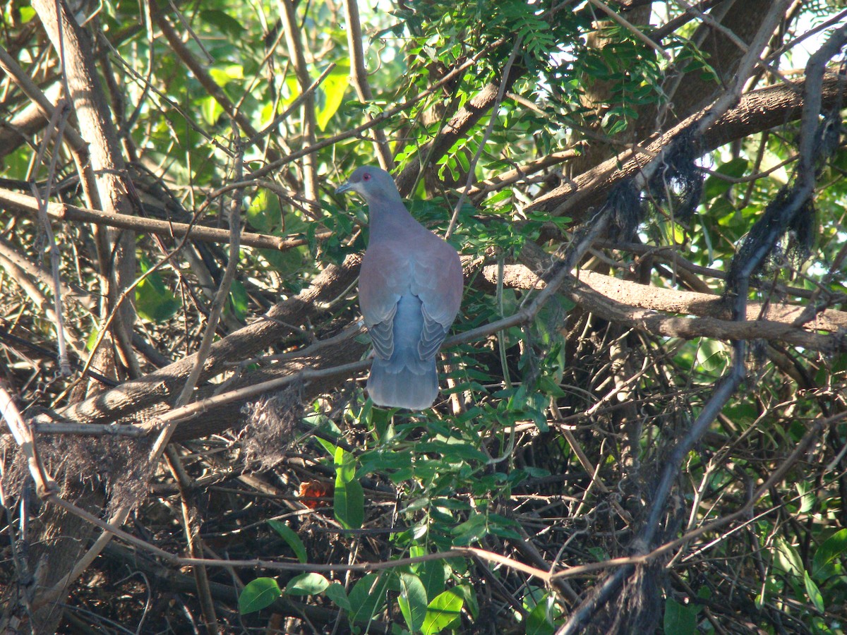 Pale-vented Pigeon - ML619589104