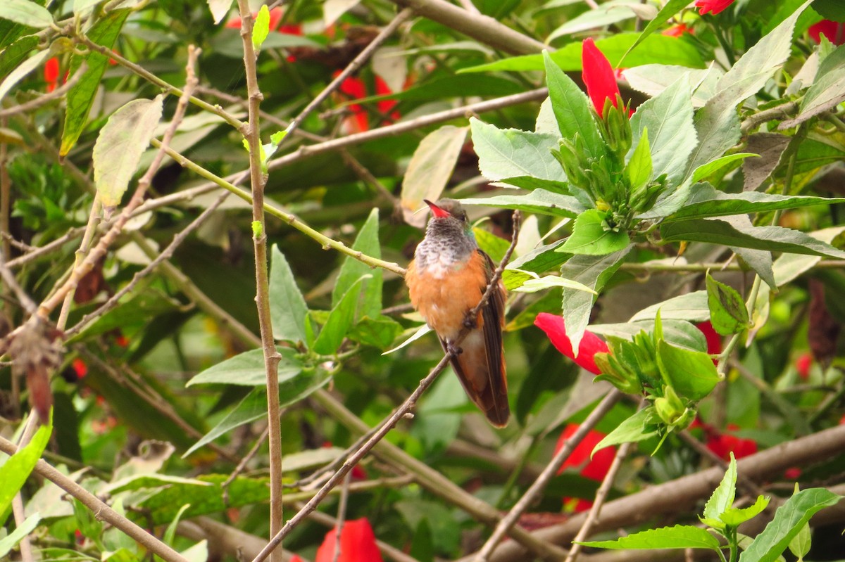 Amazilia Hummingbird - ML619589105