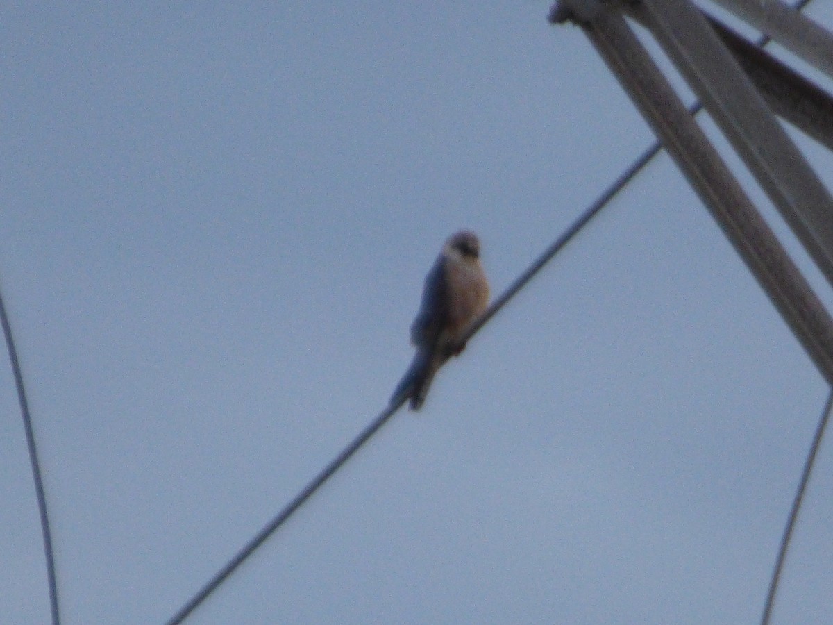 Red-footed Falcon - ML619589110