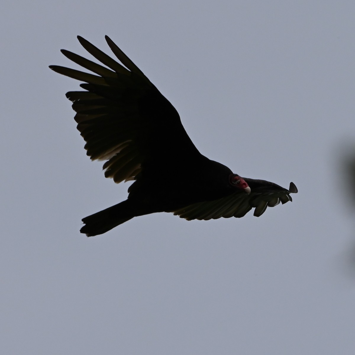 Turkey Vulture - ML619589145