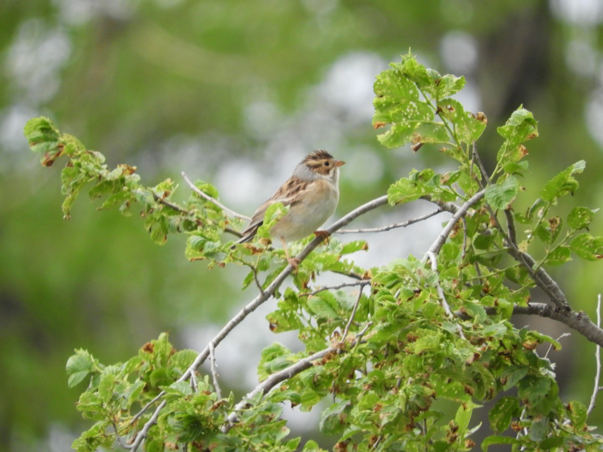 Clay-colored Sparrow - ML619589147