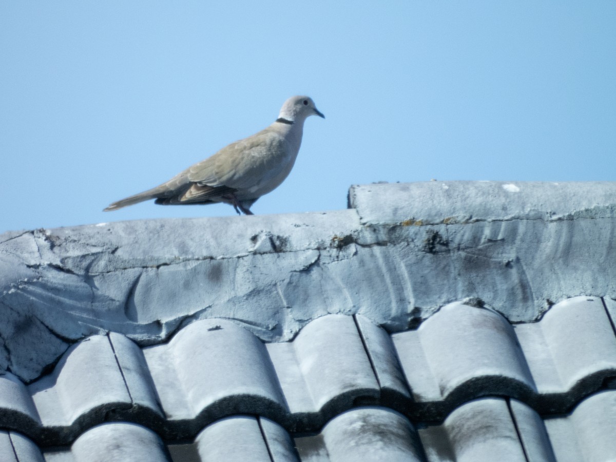 Eurasian Collared-Dove - ML619589158