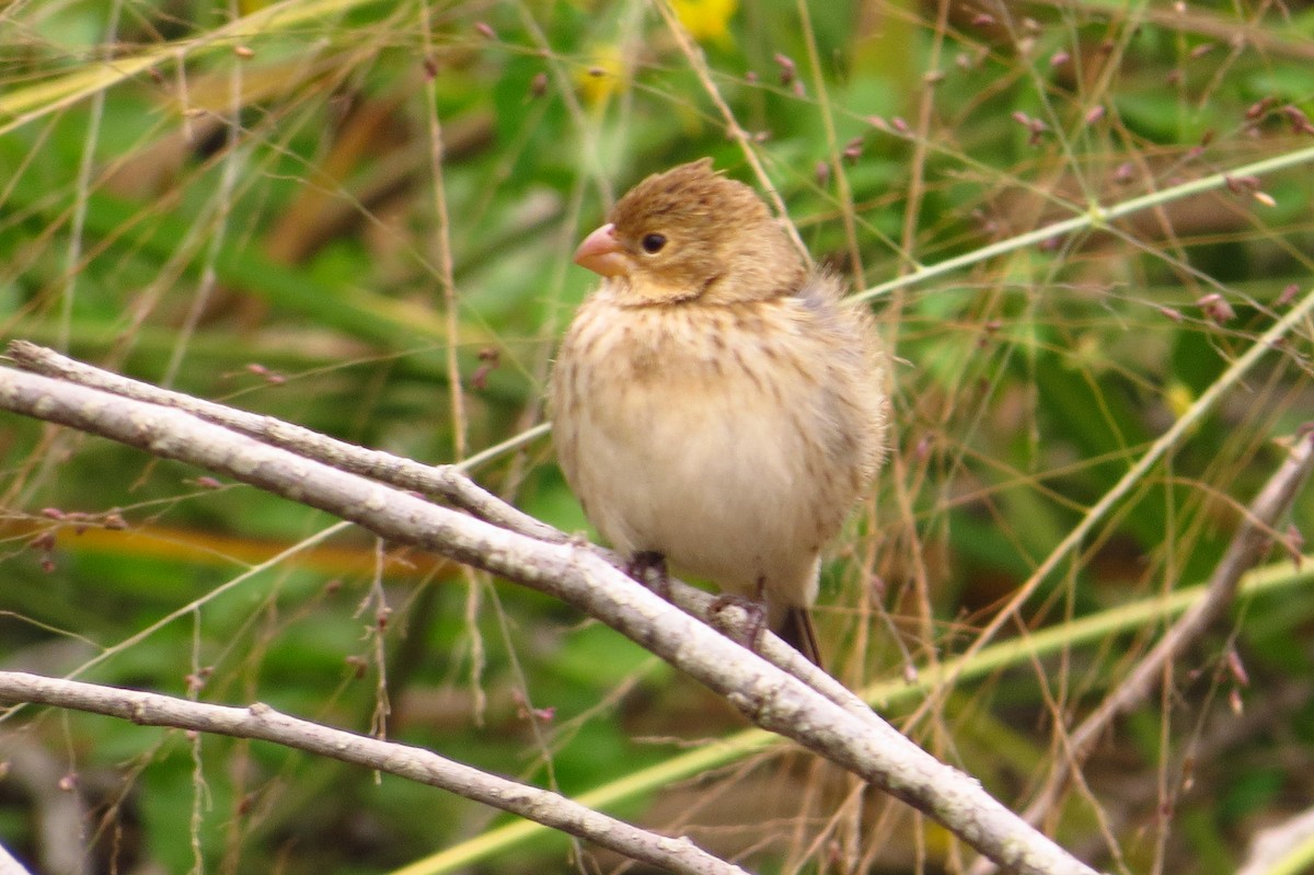Chestnut-throated Seedeater - ML619589163