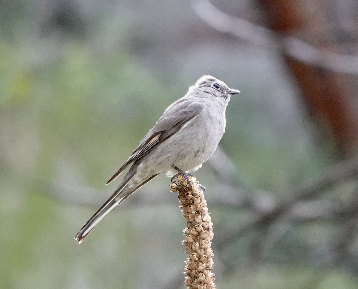 Townsend's Solitaire - ML619589164