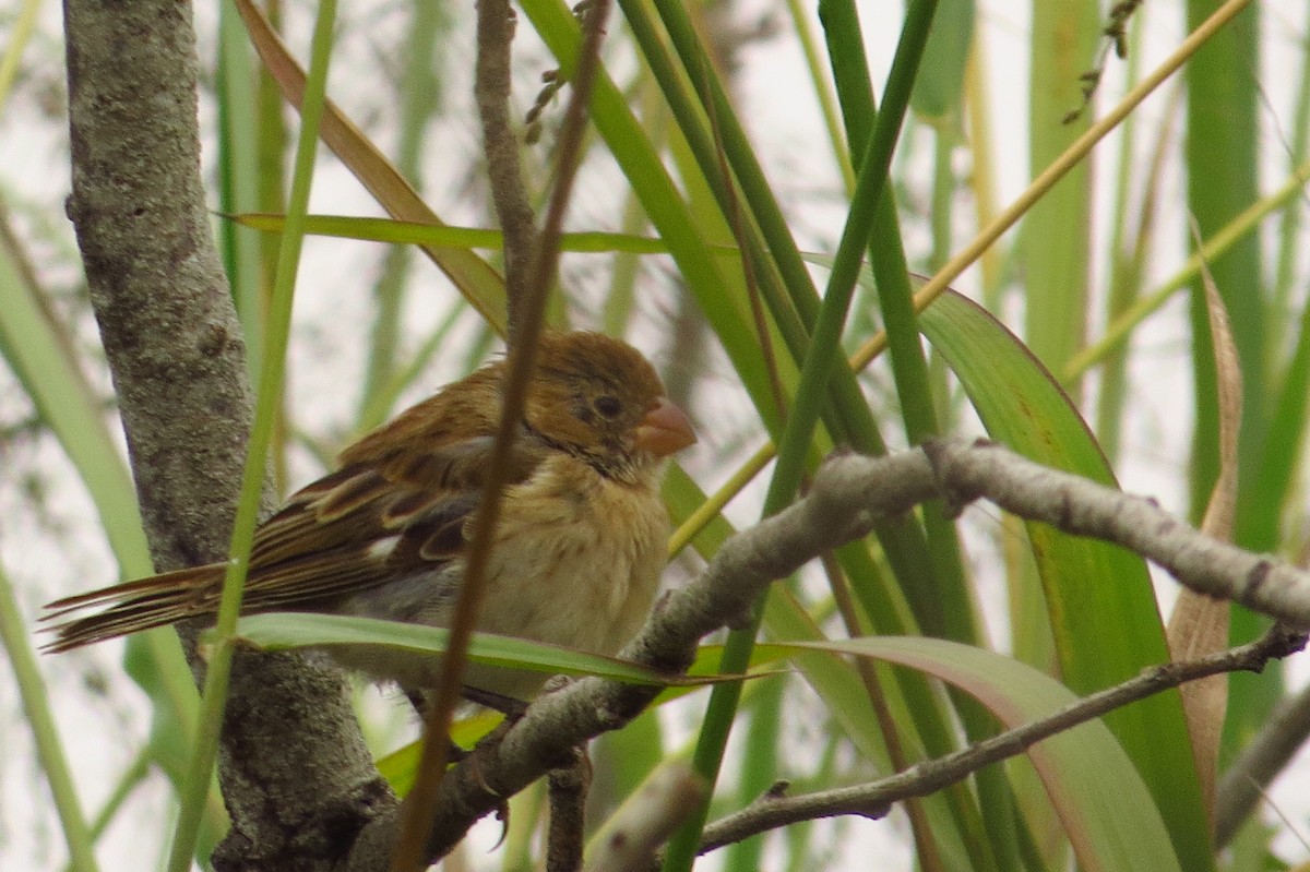 Chestnut-throated Seedeater - ML619589195