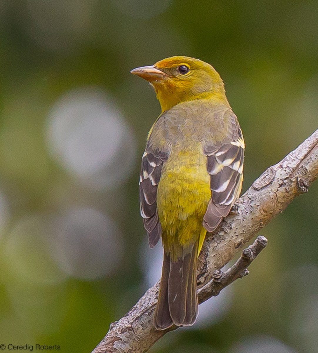 Western Tanager - ML619589199