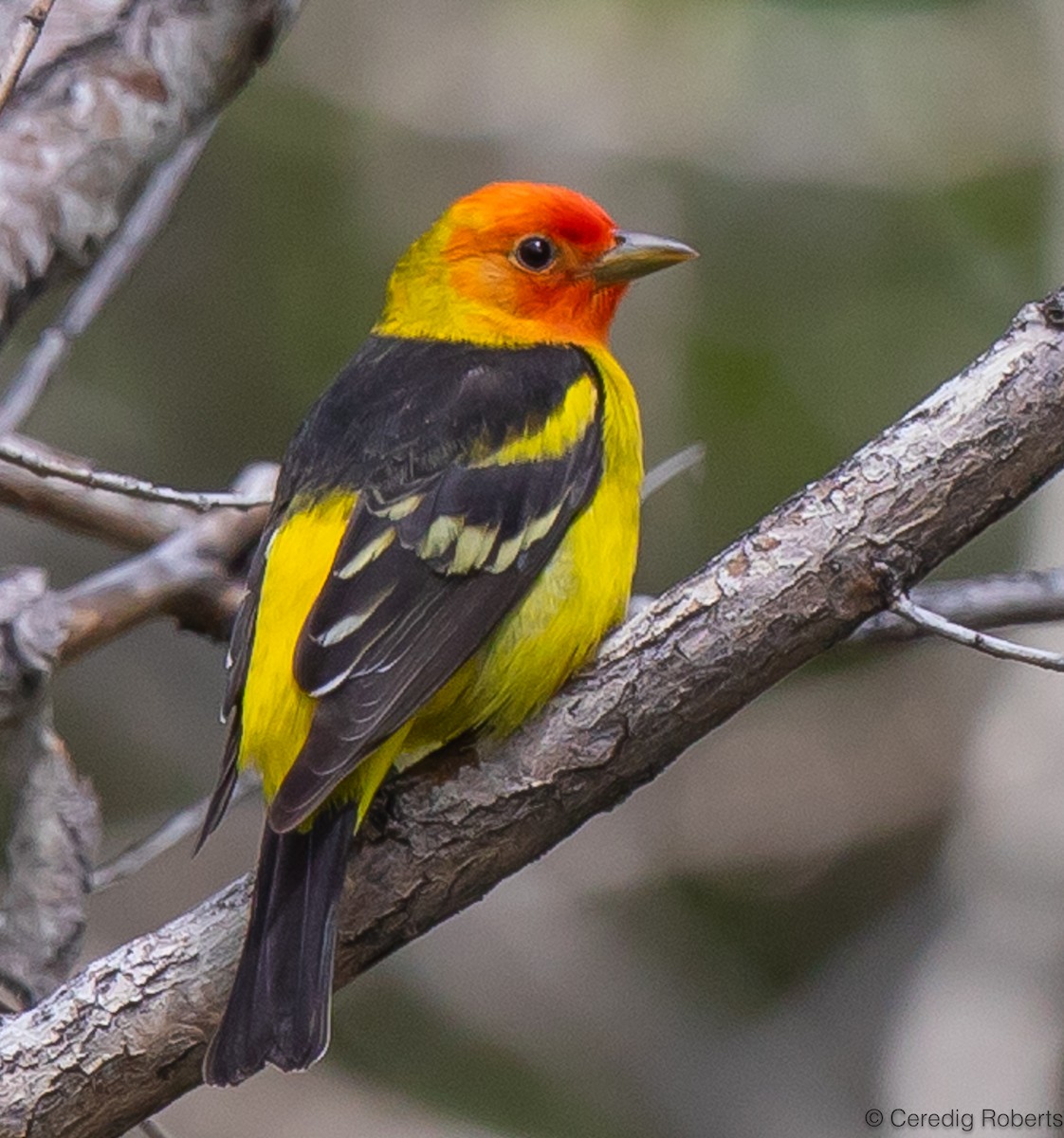 Western Tanager - ML619589200