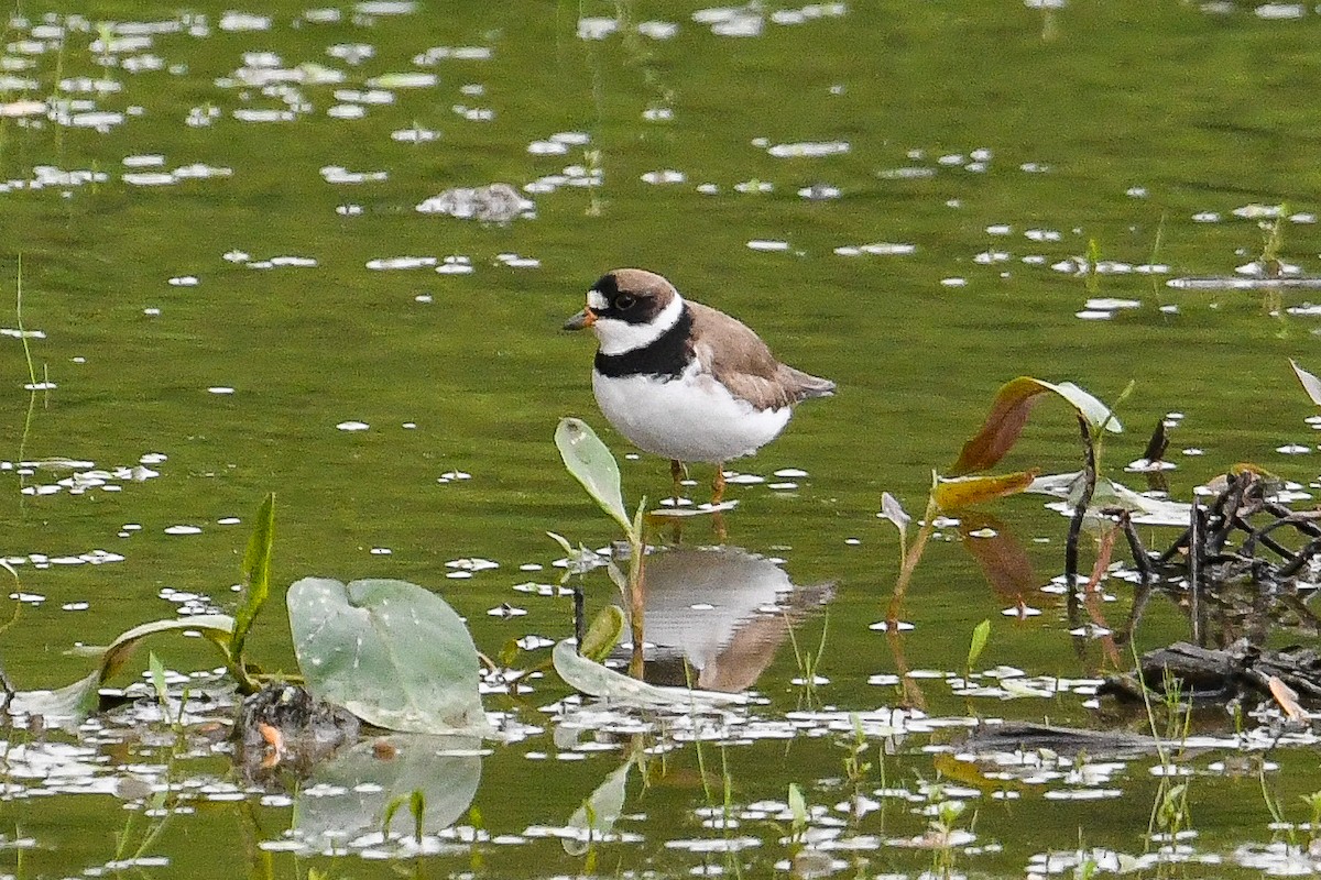 Semipalmated Plover - ML619589223