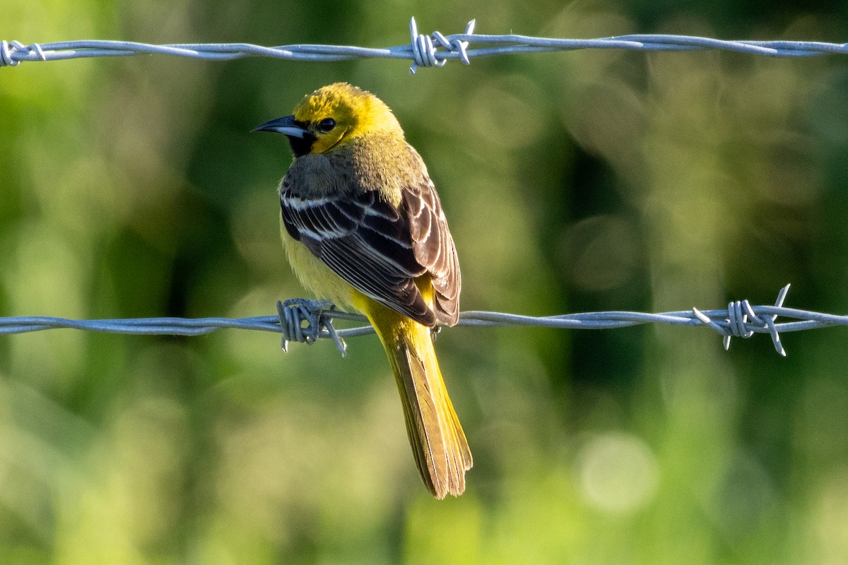Orchard Oriole - ML619589255