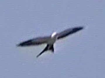 Swallow-tailed Kite - ML619589279