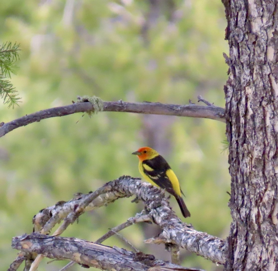 Western Tanager - ML619589342