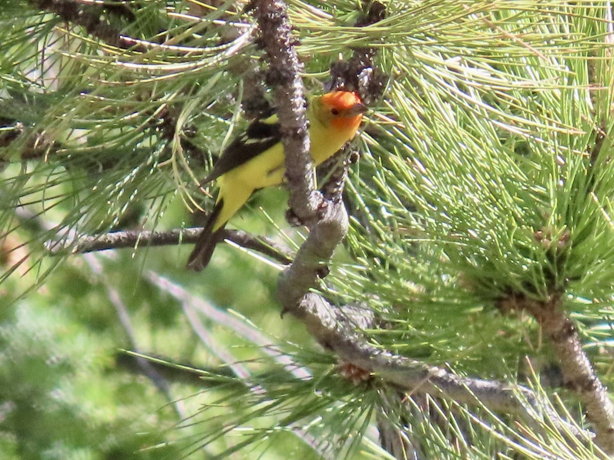 Western Tanager - ML619589343