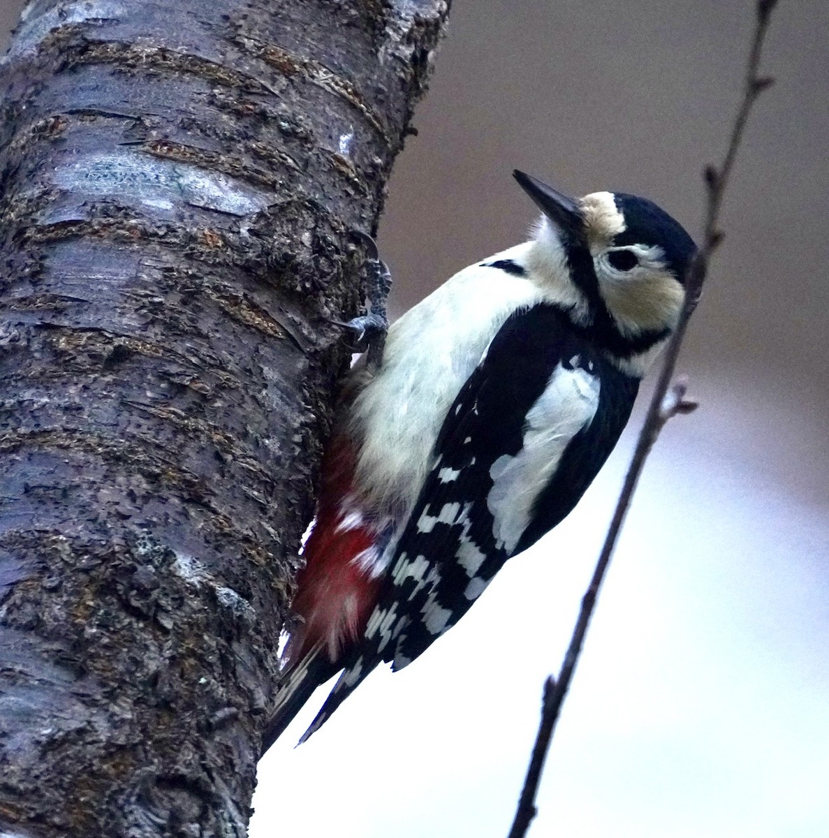 Great Spotted Woodpecker - ML619589352