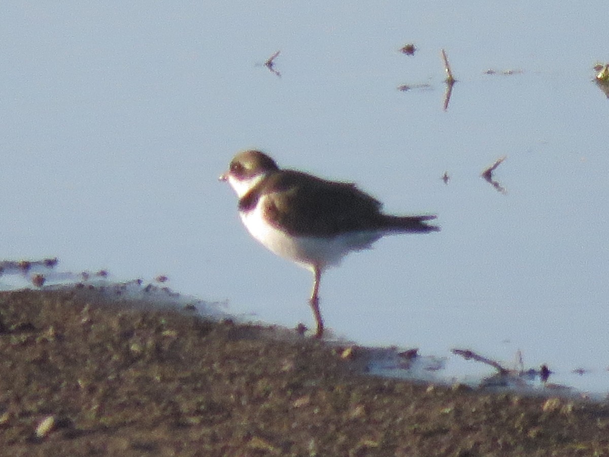 Semipalmated Plover - ML619589361