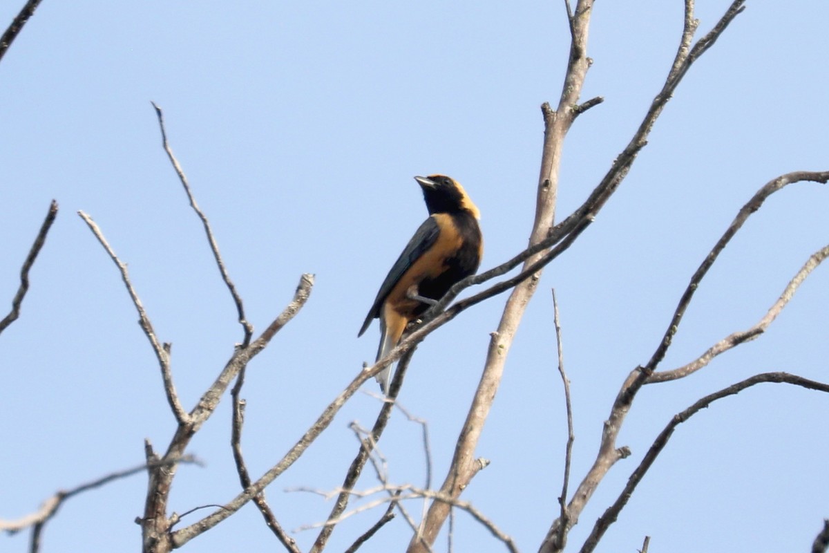 Burnished-buff Tanager - ML619589372
