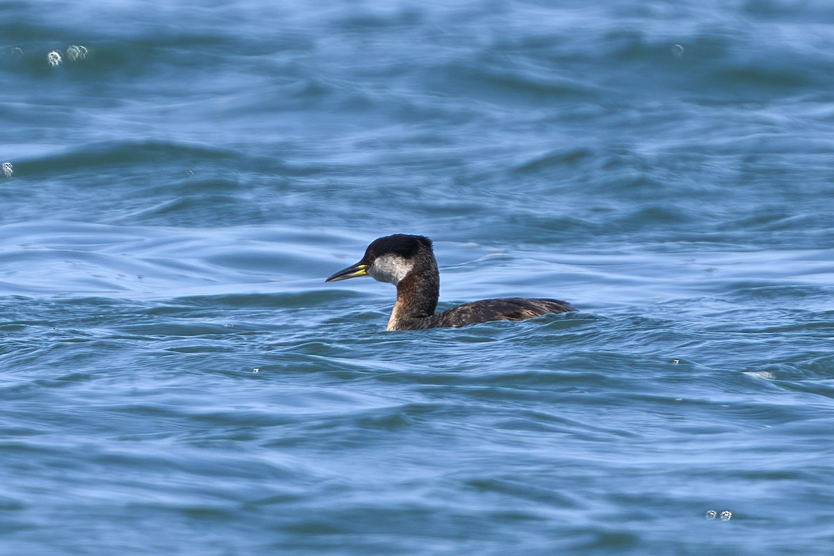 Red-necked Grebe - ML619589437