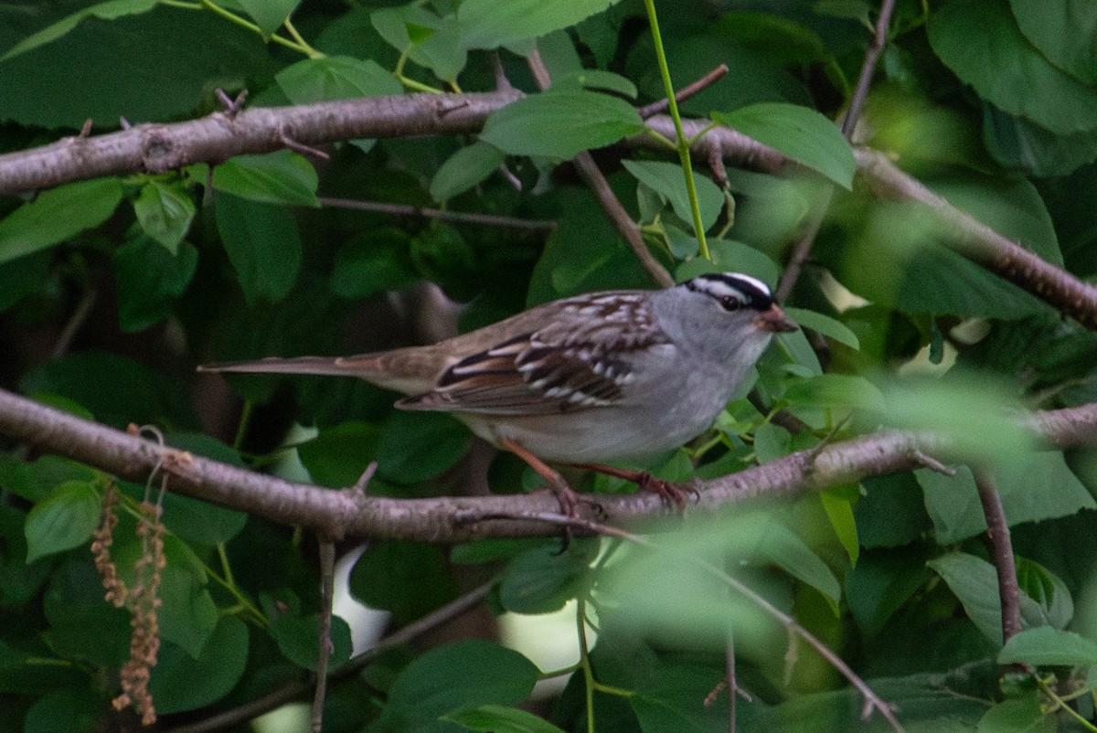 White-crowned Sparrow - ML619589440