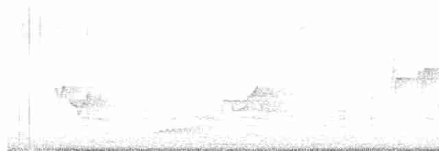Weißbrustkleiber (carolinensis) - ML619589441