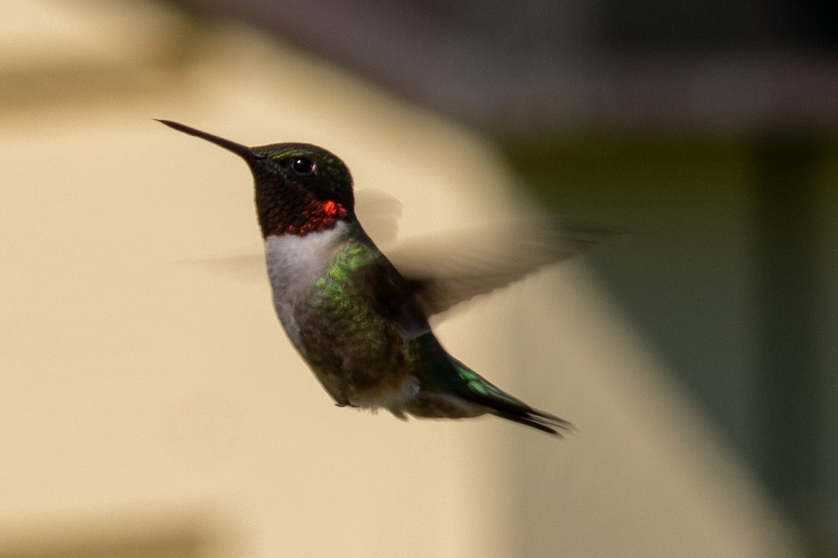 Ruby-throated Hummingbird - ML619589444