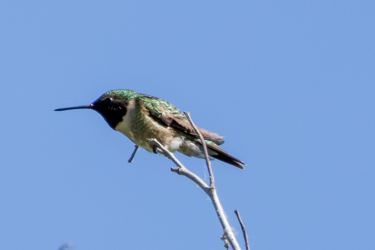 Ruby-throated Hummingbird - ML619589446