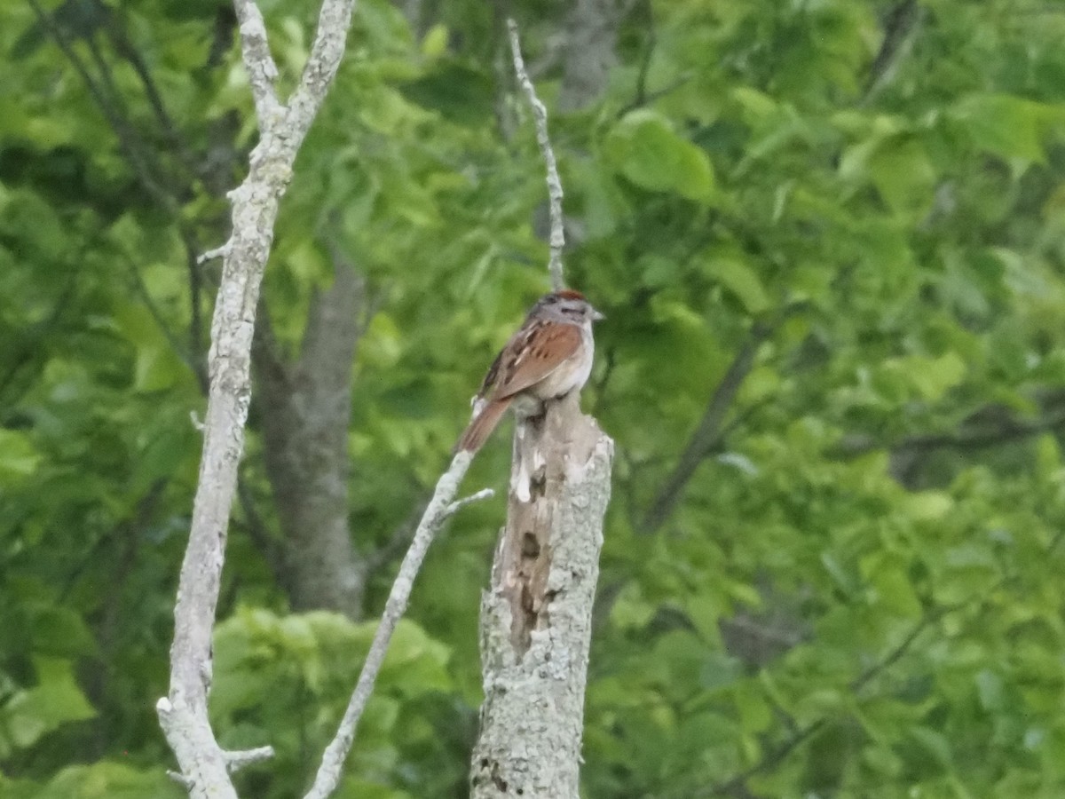 Chipping Sparrow - ML619589457