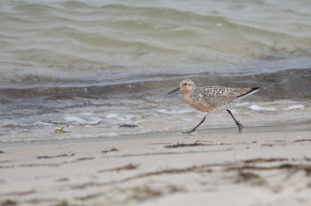 Red Knot - ML619589467