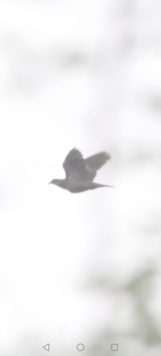 Pale-vented Pigeon - ML619589526