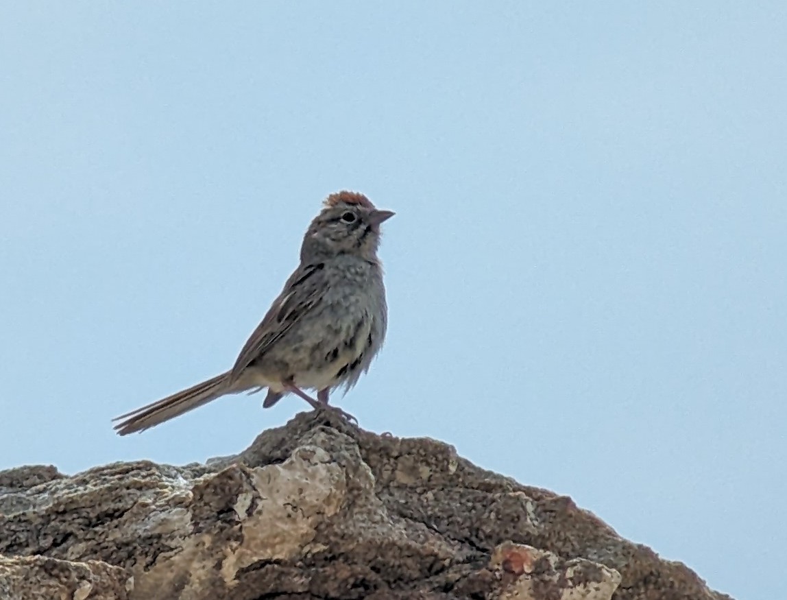 Rufous-crowned Sparrow - ML619589535